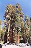 Sequoia 041.jpg